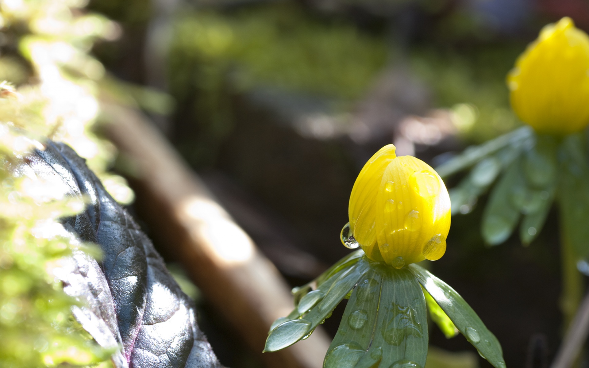 小清新,娇艳欲滴,花卉,儿童桌面专用