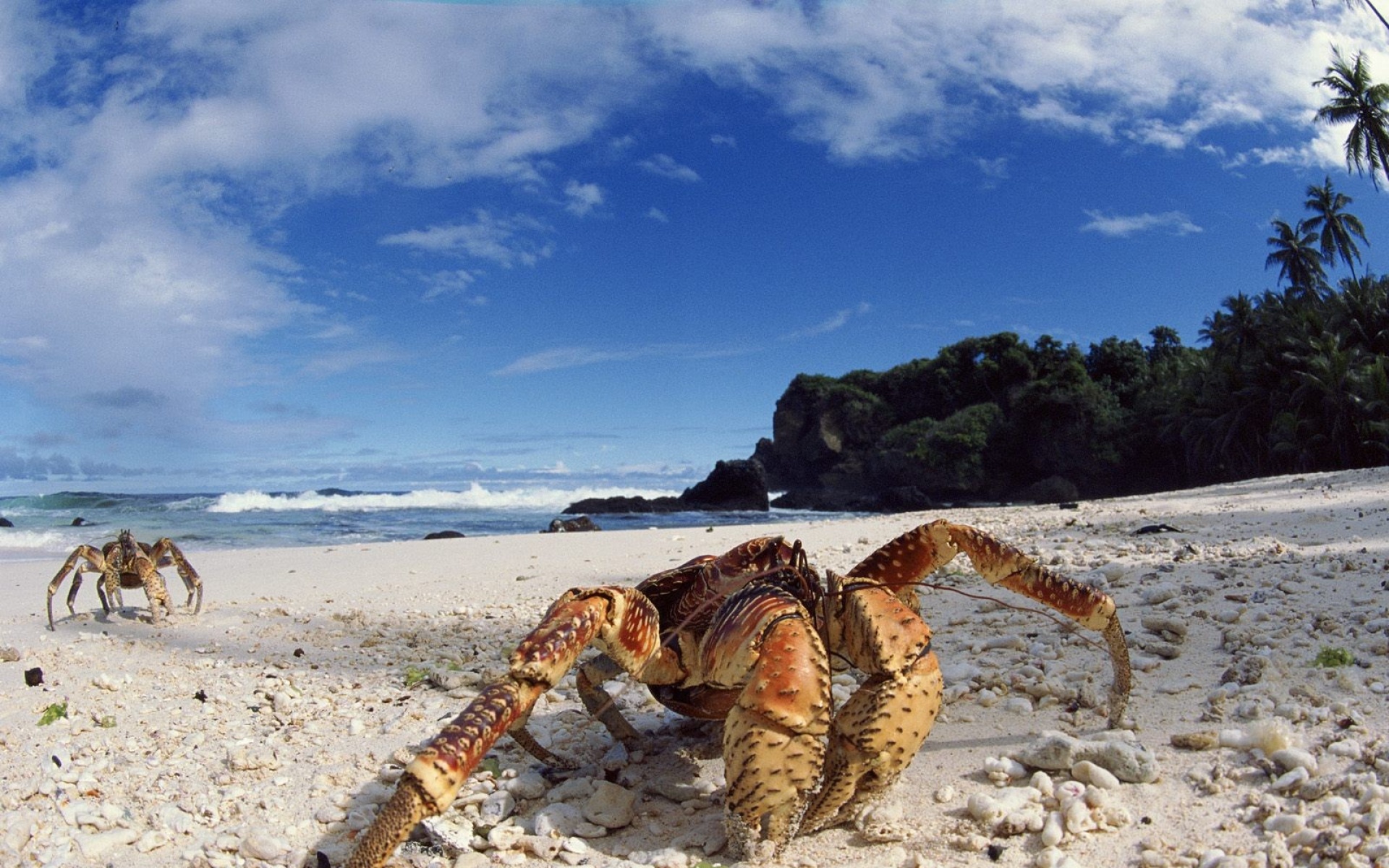 野生动物,螃蟹,儿童桌面专用