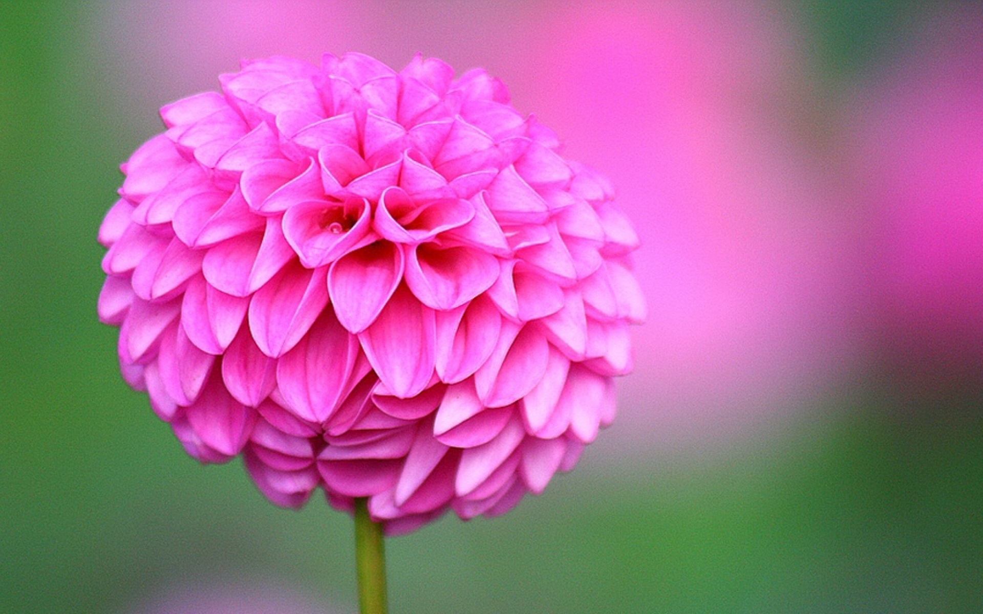 小清新,娇艳欲滴,菊花,植物,儿童桌面专用