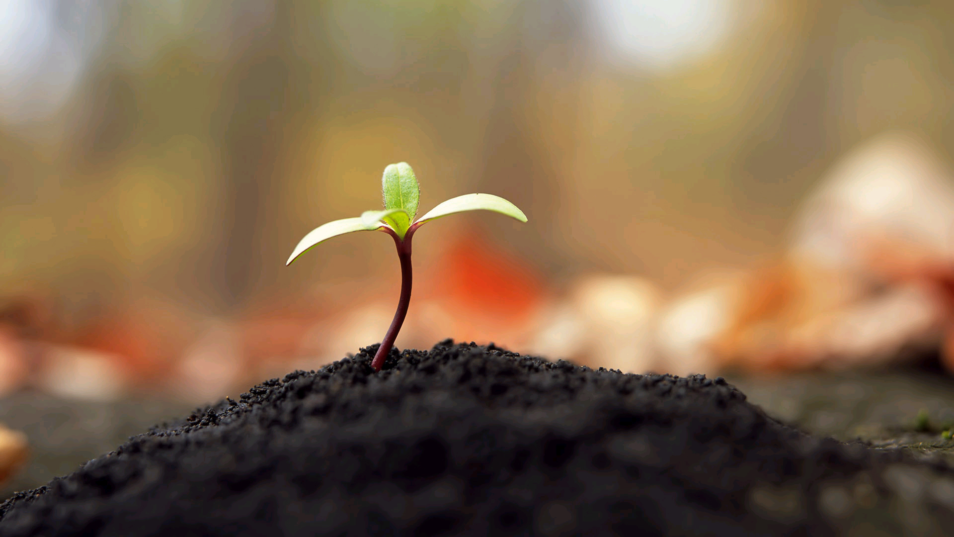 绿叶,新芽,嫩芽,护眼壁纸,儿童桌面专用
