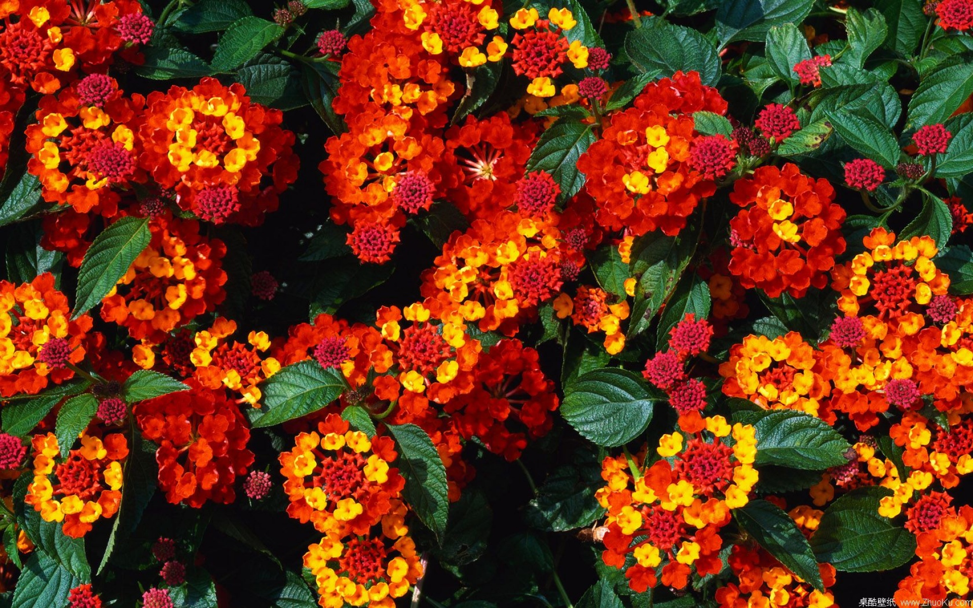 鸟语花香,儿童桌面专用