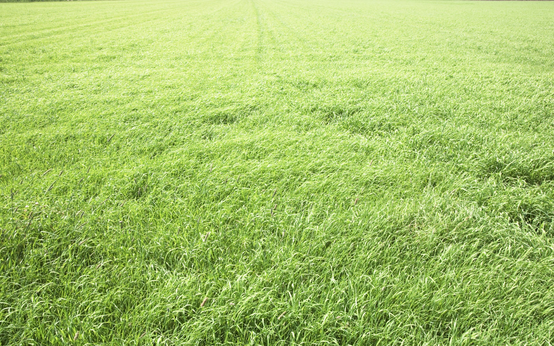 风景,碧绿草原,2012Y十一月10D,儿童桌面专用