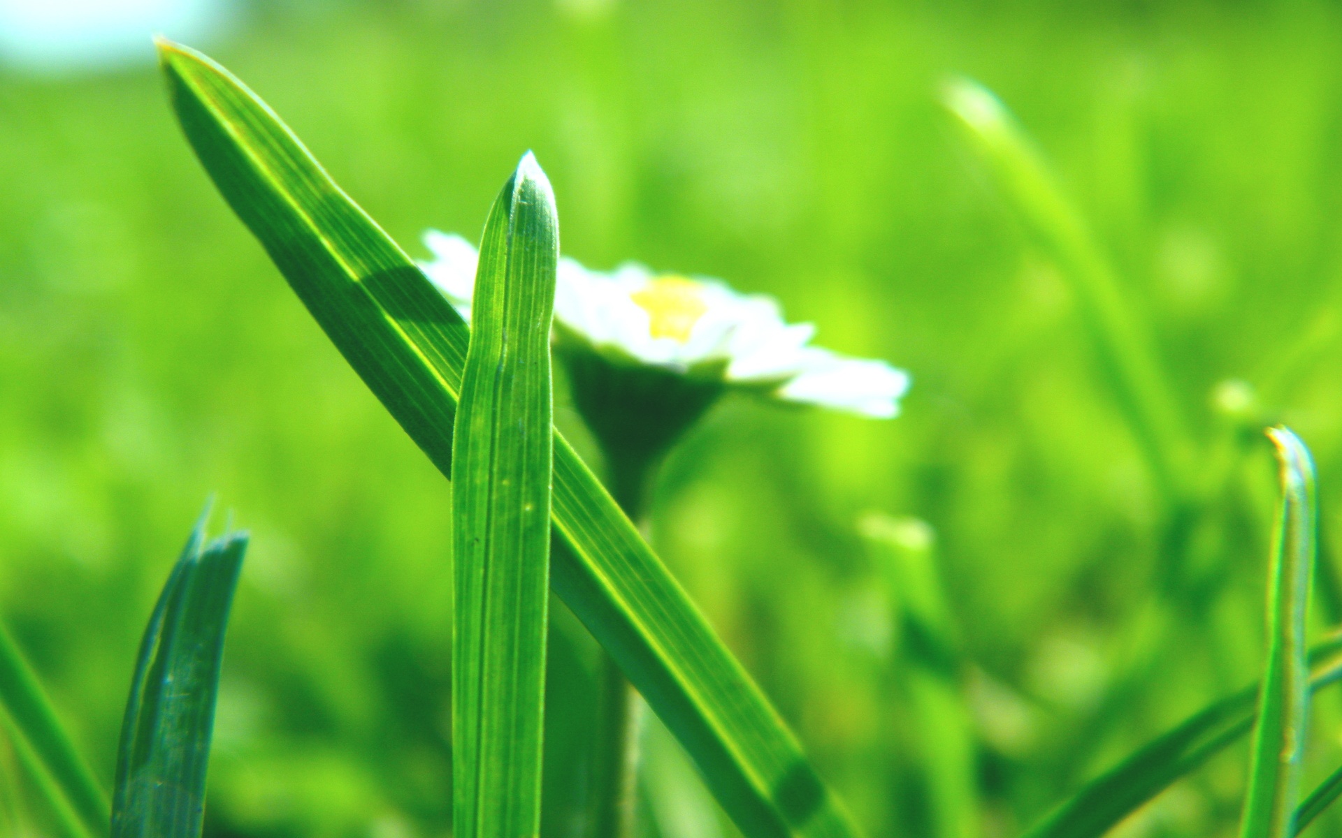 小清新,护眼壁纸,绿叶,儿童桌面专用