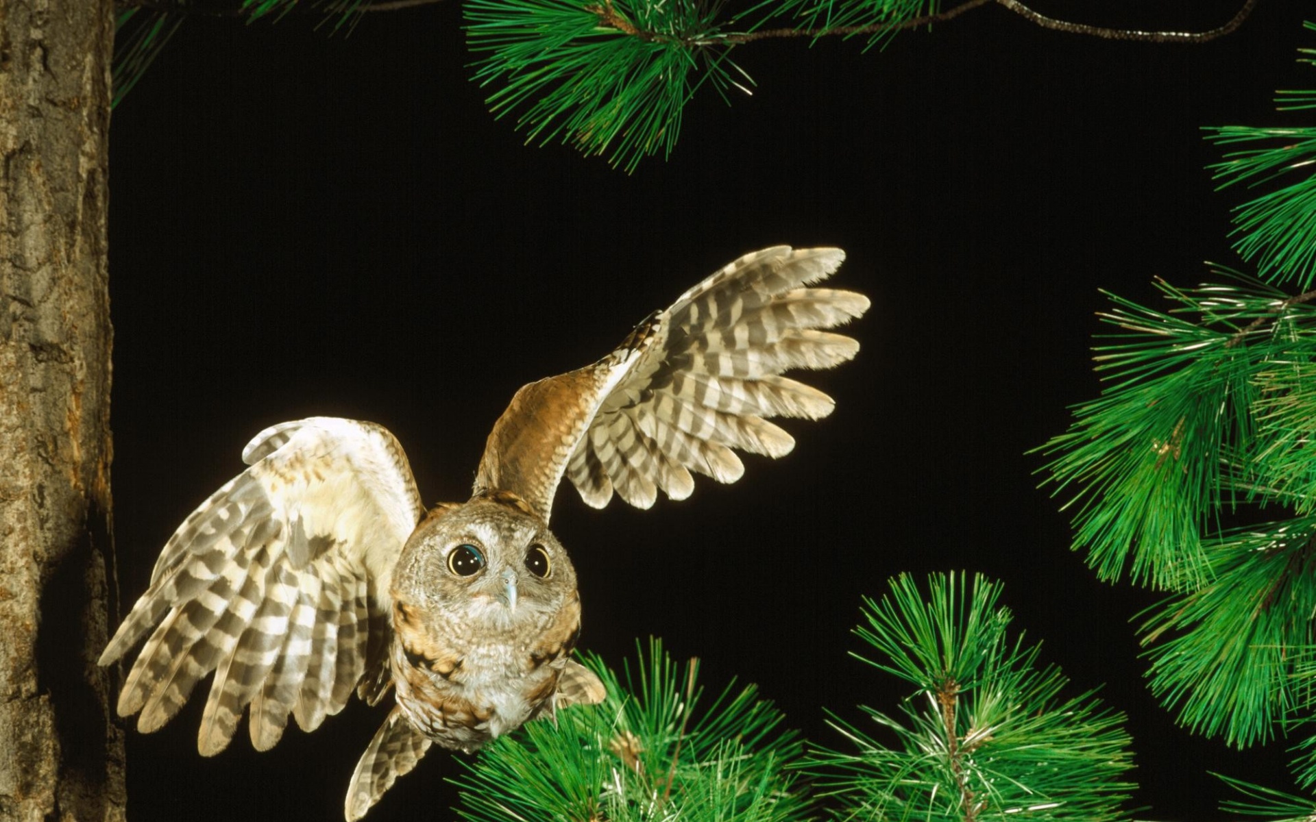 野生动物,猫头鹰,儿童桌面专用