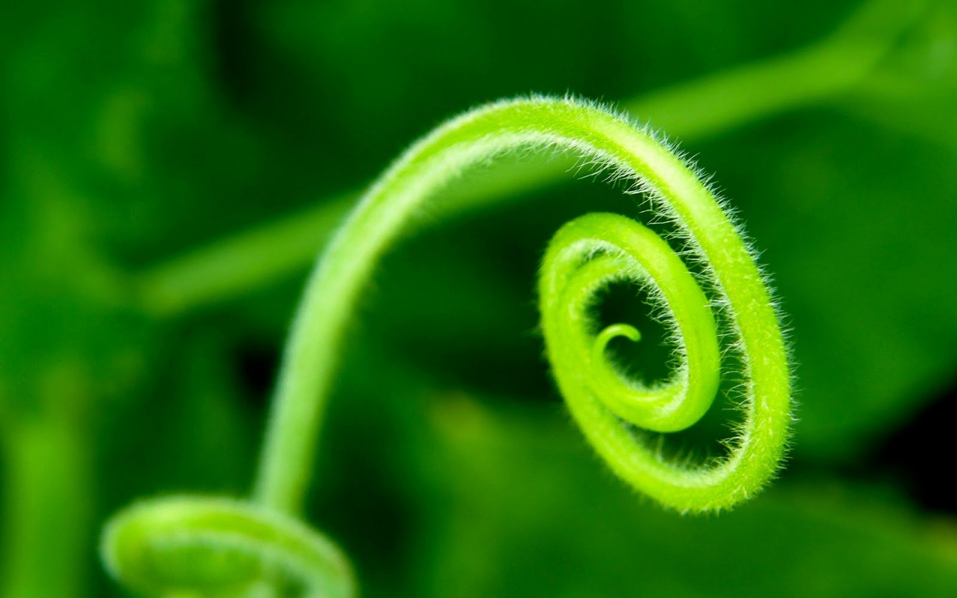 小清新,护眼壁纸,植物,绿色,叶子,儿童桌面专用