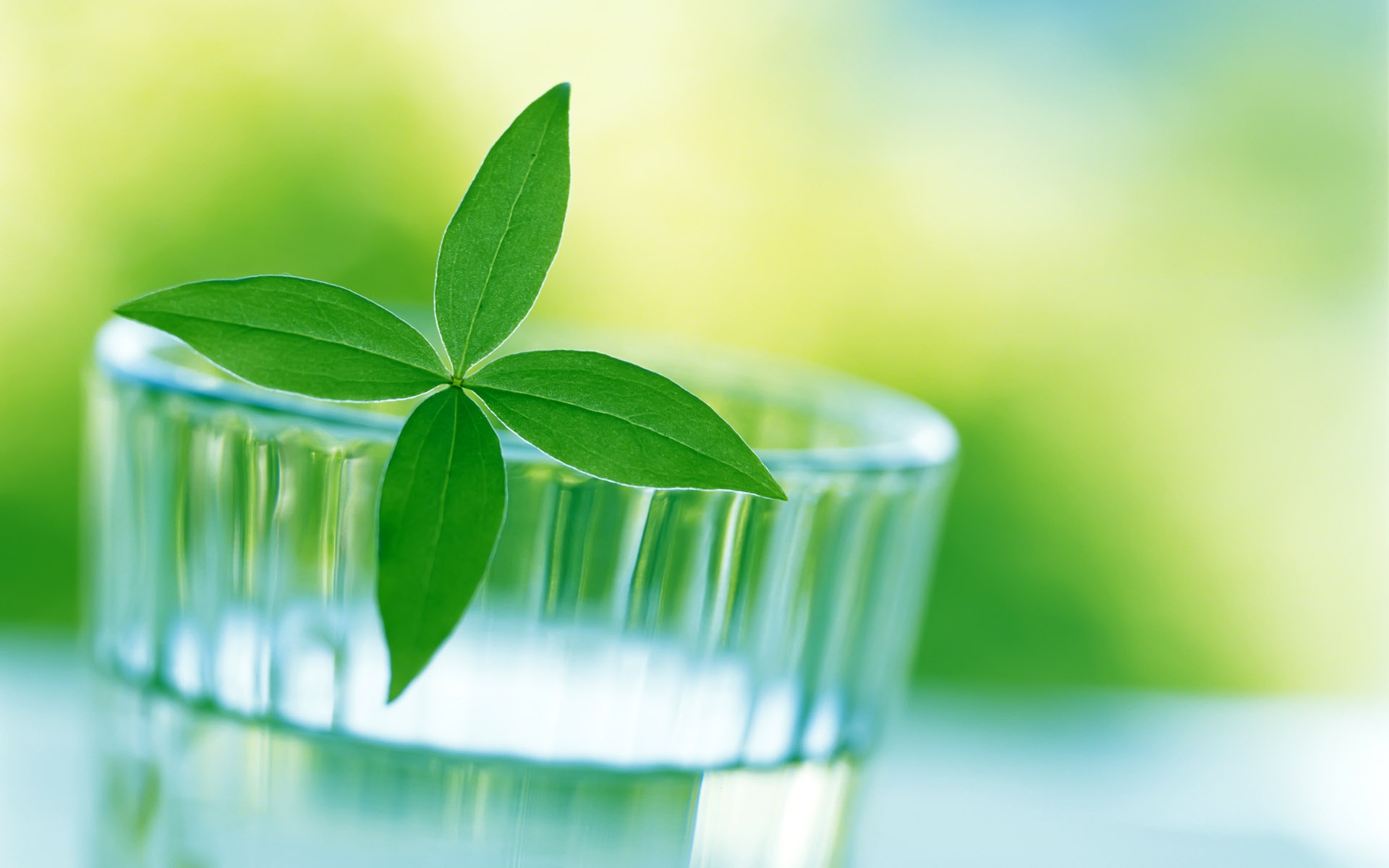 小清新,护眼壁纸,叶,绿色,儿童桌面专用