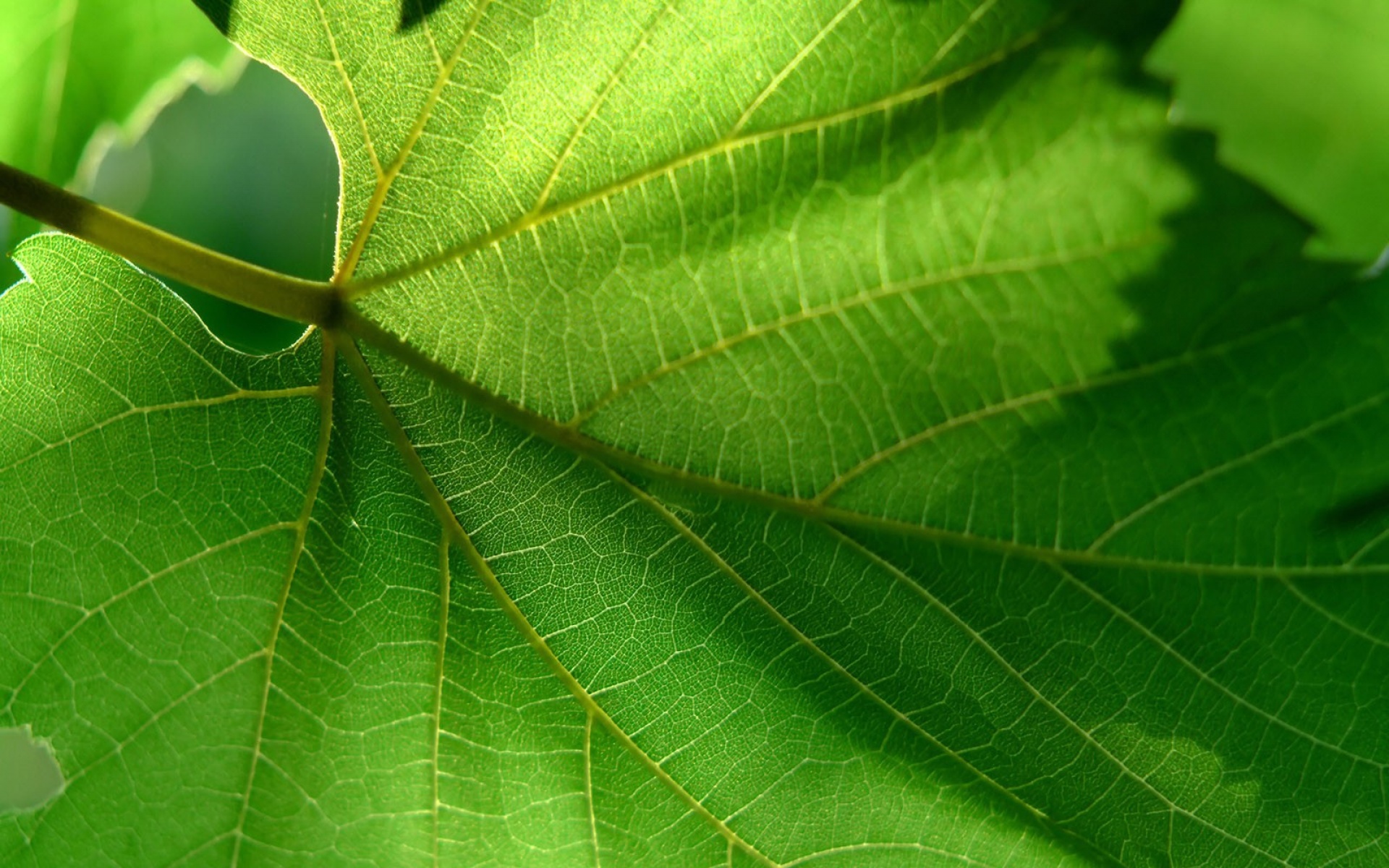 护眼壁纸,儿童桌面专用