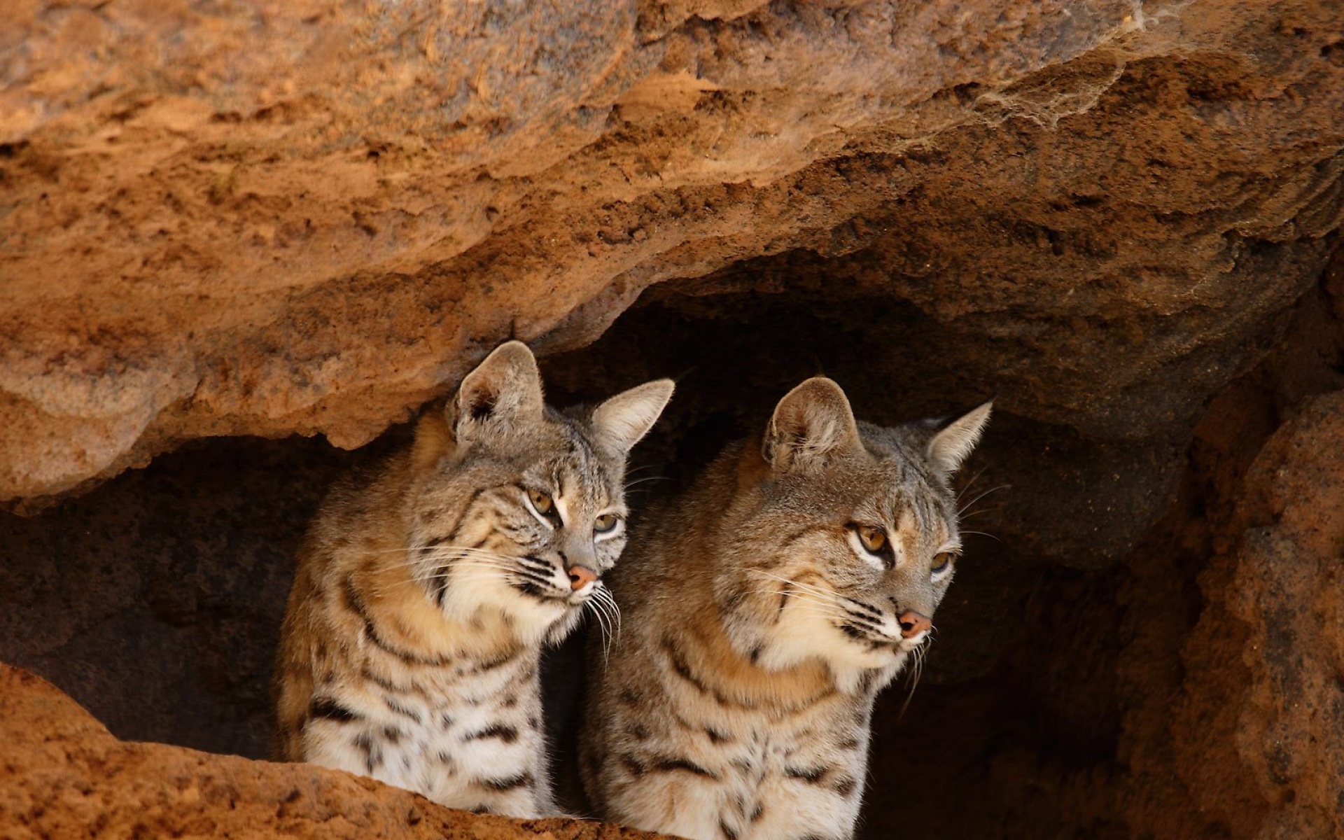 野生动物,儿童桌面专用