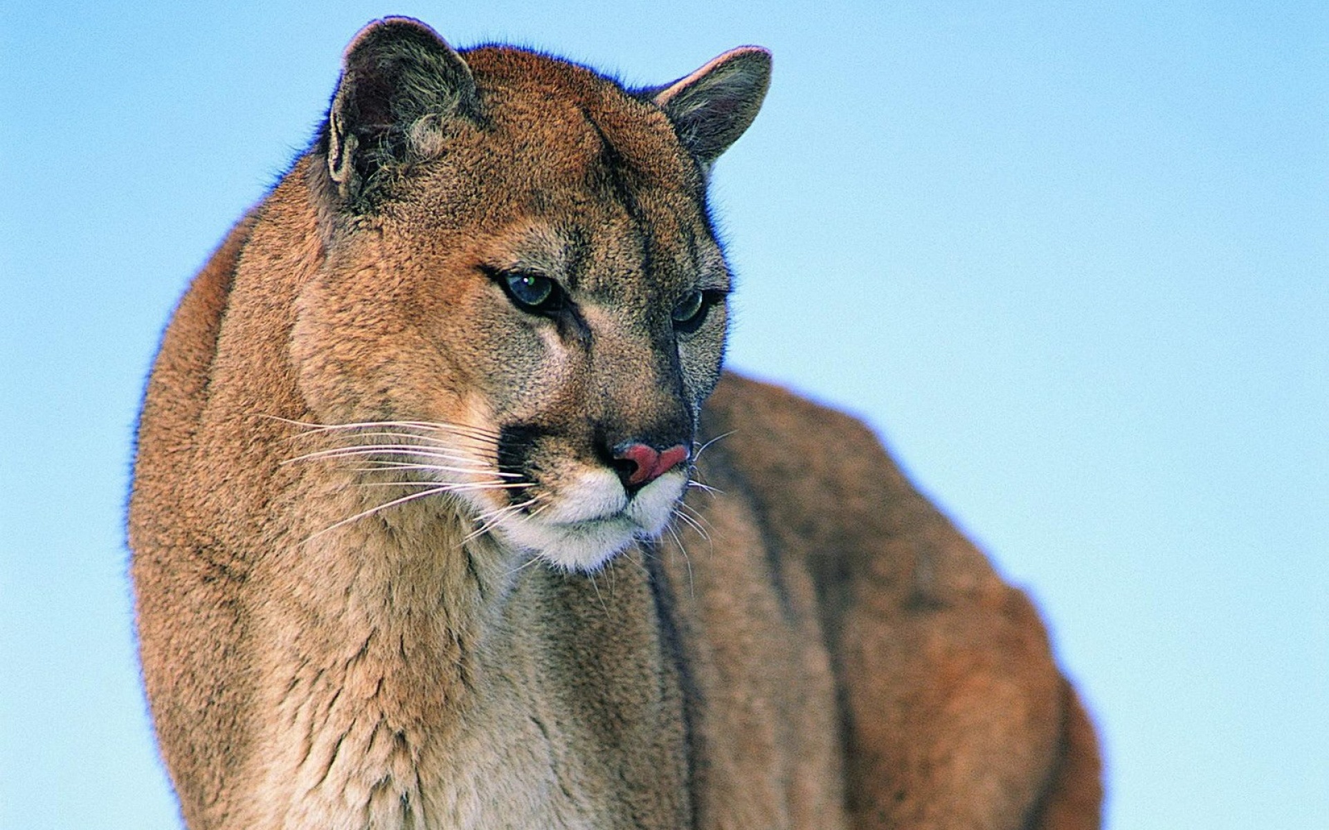 猫科,野兽,动物,2012Y十一月04D,儿童桌面专用