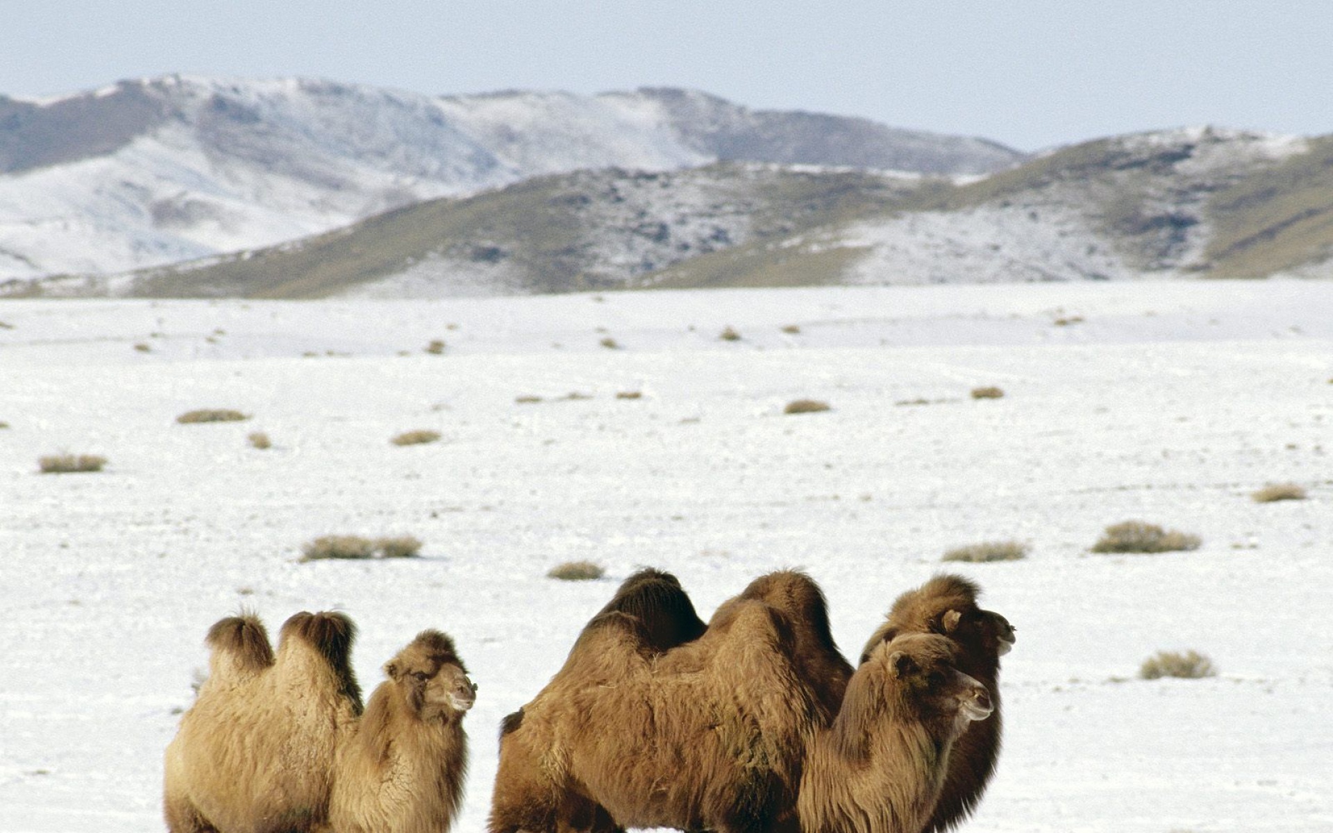 野生动物,骆驼,儿童桌面专用