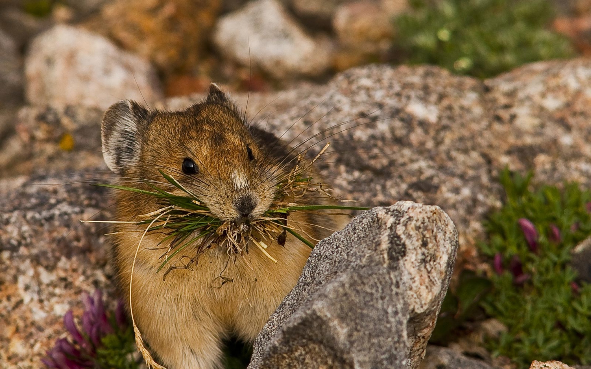 世界地理,动物,高清,2012Y十一月03D,儿童桌面专用