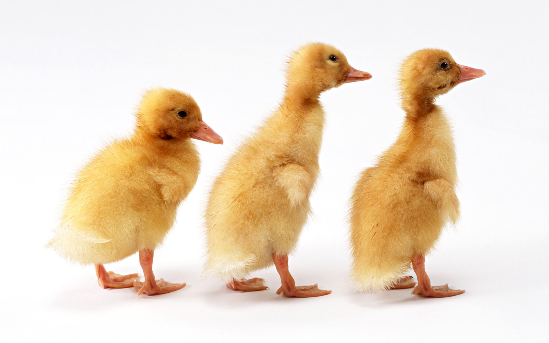 萌宠动物,卖萌图,儿童桌面专用