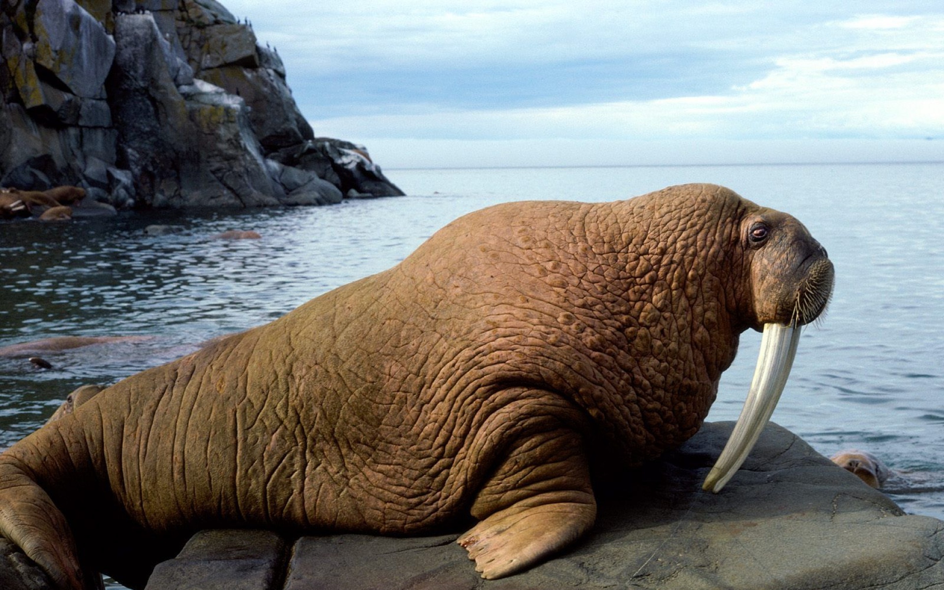 野生动物,海象,儿童桌面专用