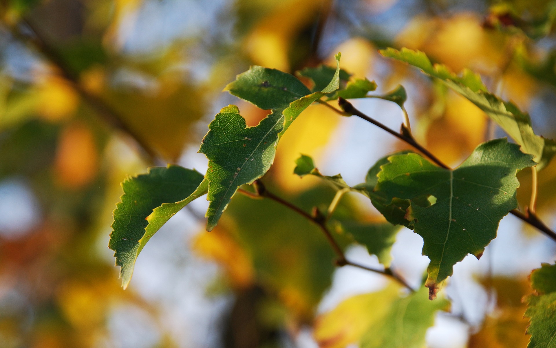小清新,清新淡雅,植物,花朵,儿童桌面专用