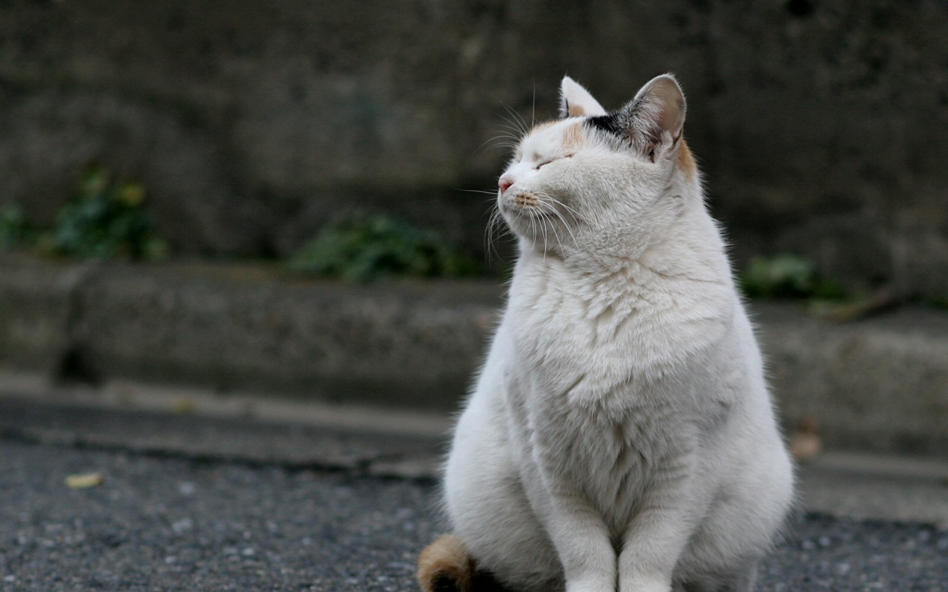 街角,小猫咪,摄影,高清,猫,动物,2012Y十月31D,儿童桌面专用