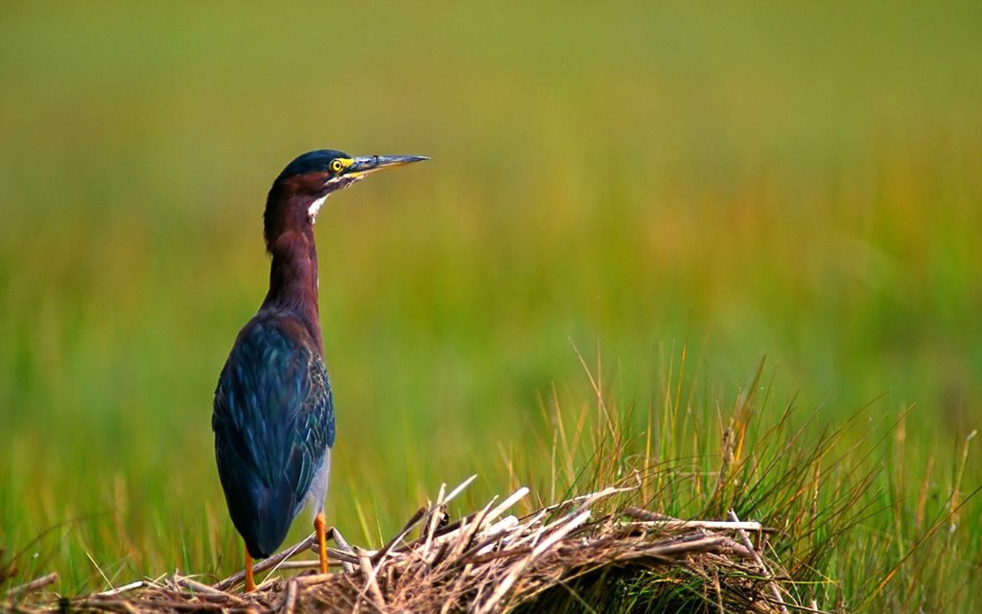 小鸟天地,儿童桌面专用