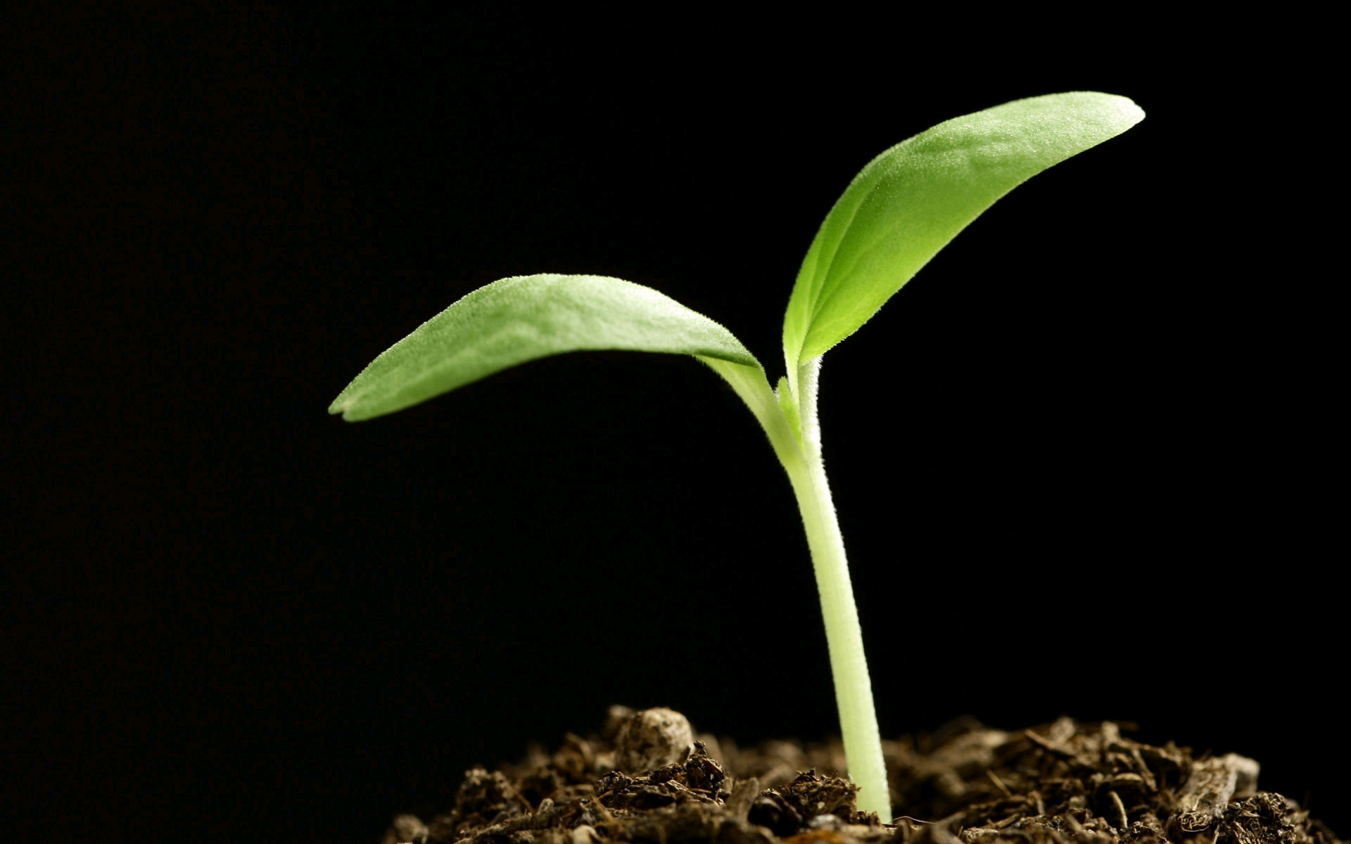 绿叶,新芽,嫩芽,护眼壁纸