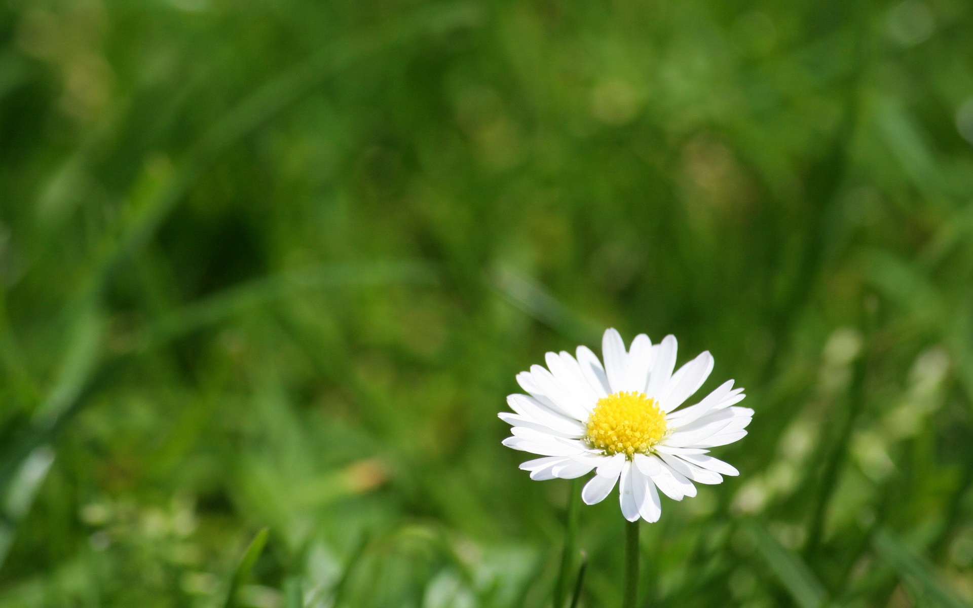 小清新,清新淡雅,花卉,儿童桌面专用