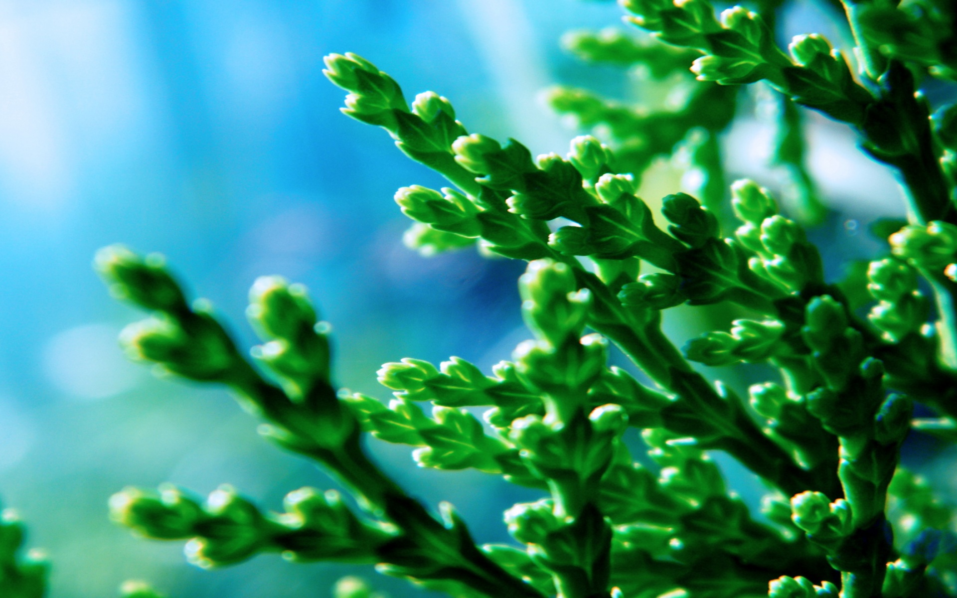 清新,花卉,浪漫,美丽2012Y十月28D,儿童桌面专用