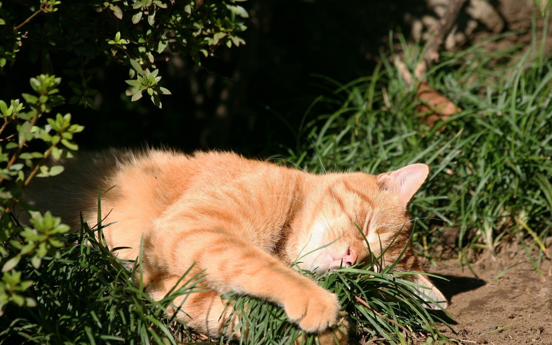 街角,小猫咪,摄影,高清,猫,动物,2012Y十月31D,儿童桌面专用