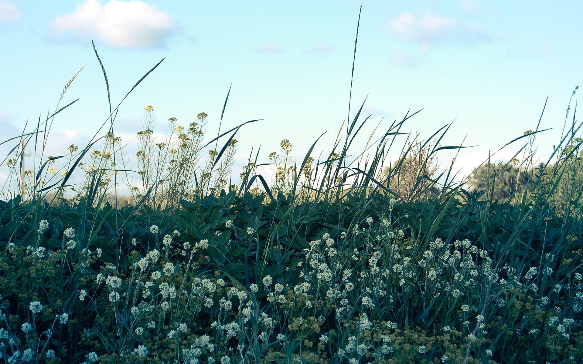 清新,植物,绿色,2012Y十月31D,儿童桌面专用