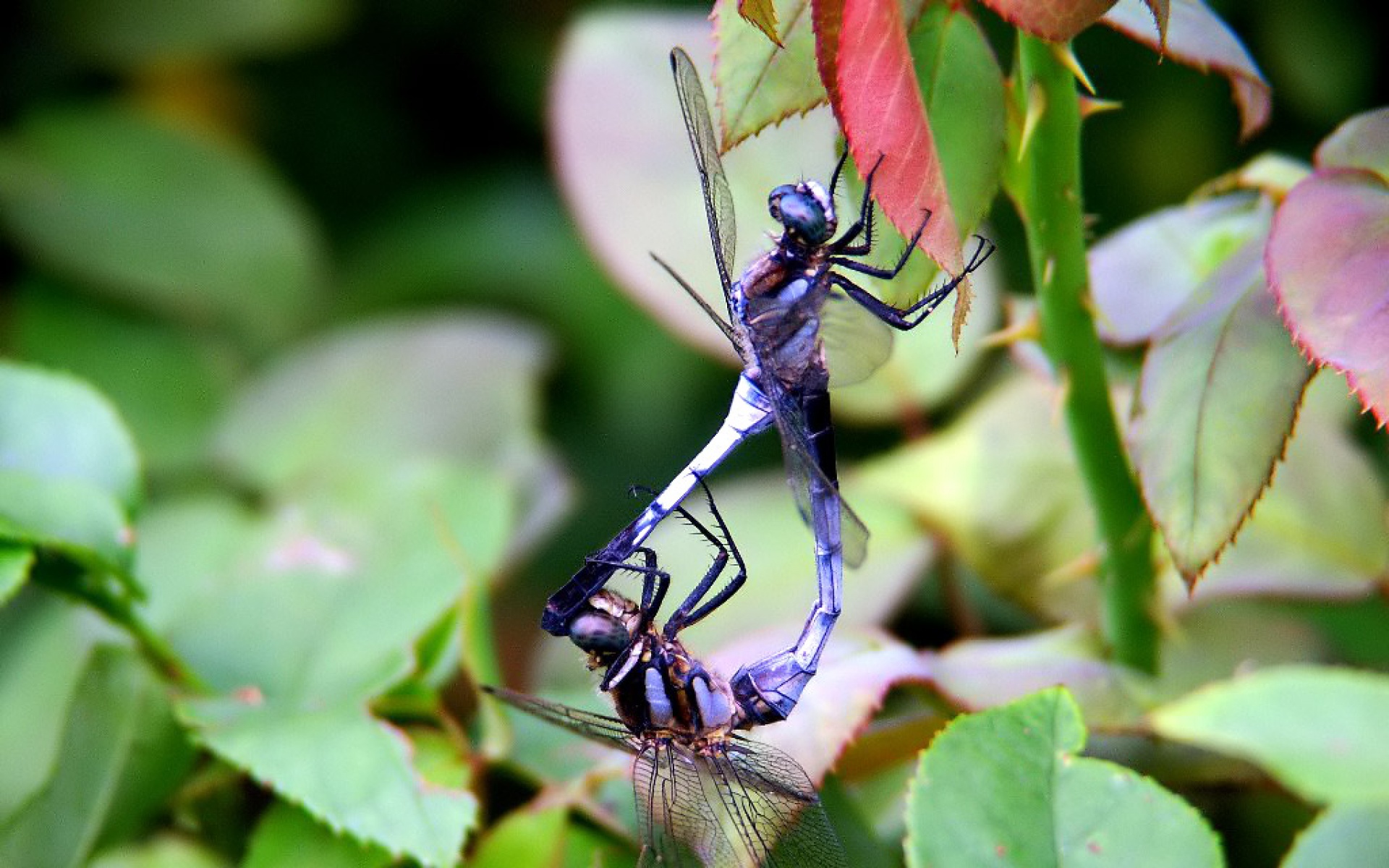 萌宠动物,野生动物,儿童桌面专用
