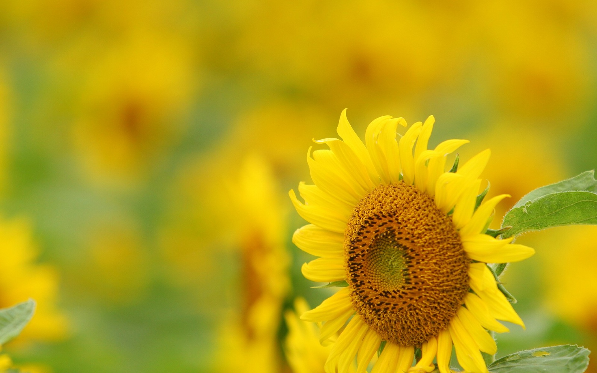 小清新,鸟语花香,葵花,儿童桌面专用