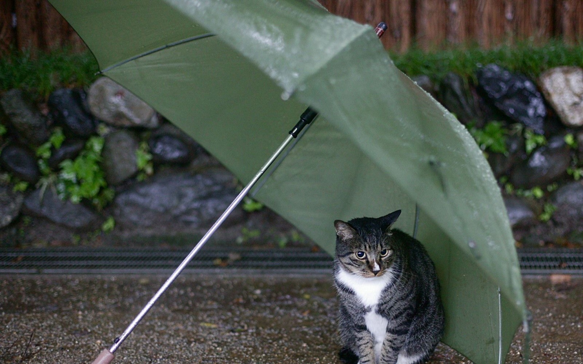 街角,小猫咪,摄影,高清,猫,动物,2012Y十月31D,儿童桌面专用