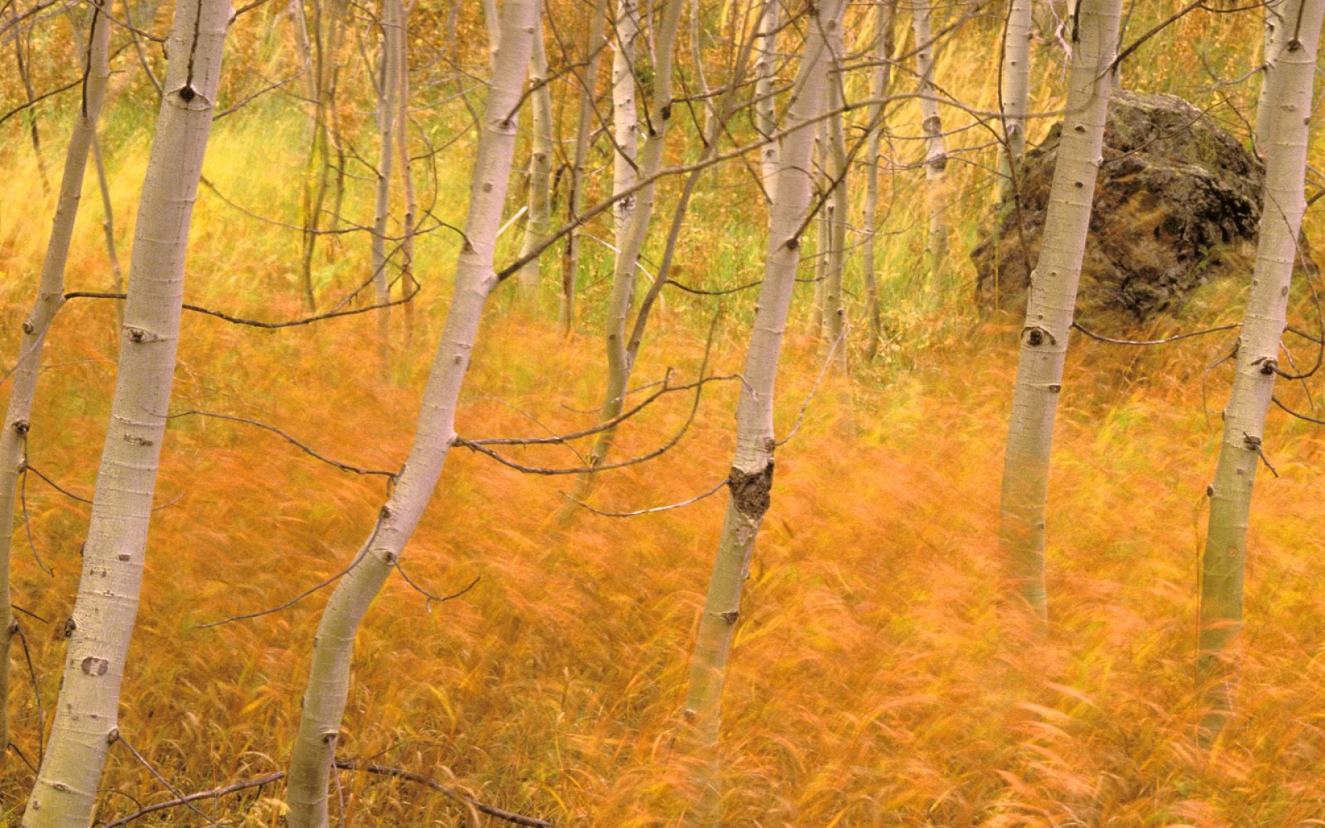 风景,秋意正浓,2012Y十一月05D,儿童桌面专用