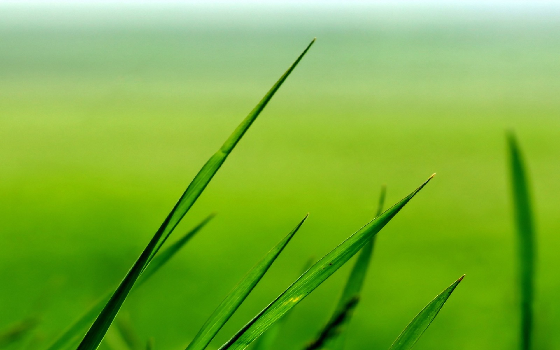 小清新,舒缓压力,绿色,儿童桌面专用