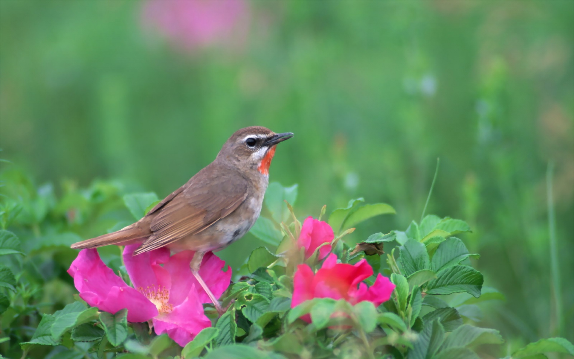 高清,鸟,动物,摄影,2012Y十一月03D,儿童桌面专用
