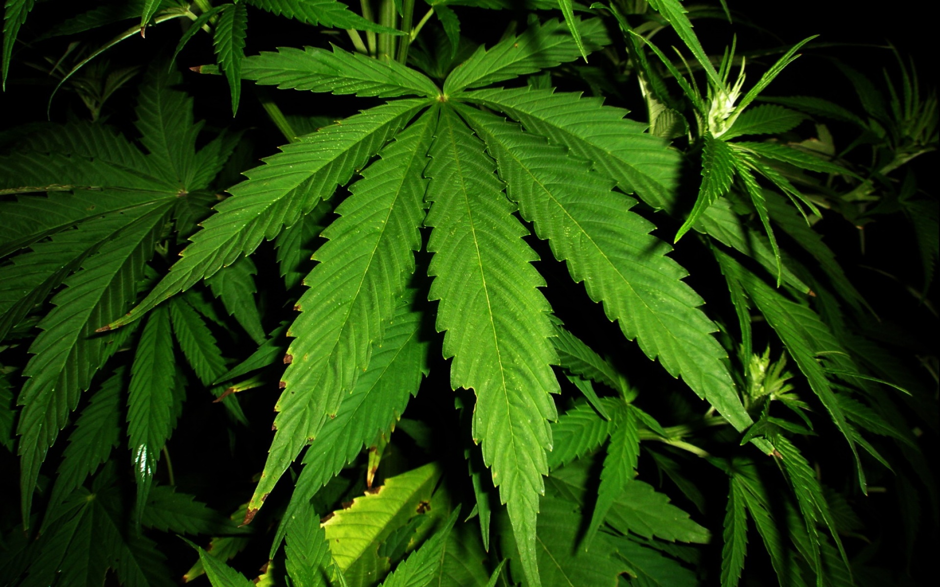 小清新,护眼壁纸,绿色,儿童桌面专用