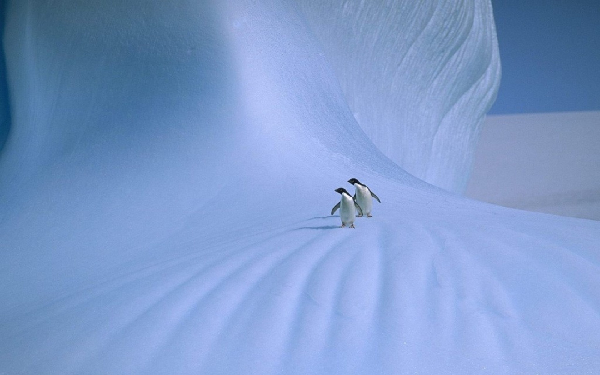 动物,生物,2012Y十一月04D,企鹅,儿童桌面专用