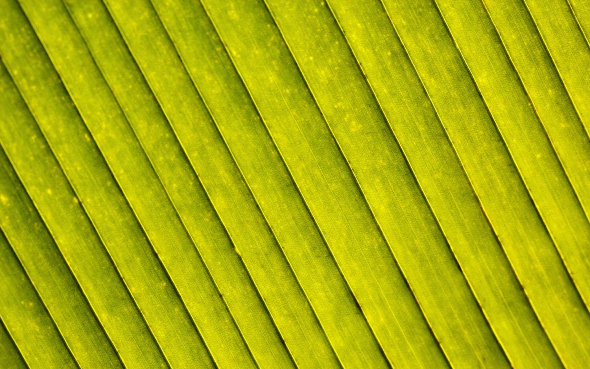 小清新,护眼壁纸,儿童桌面专用