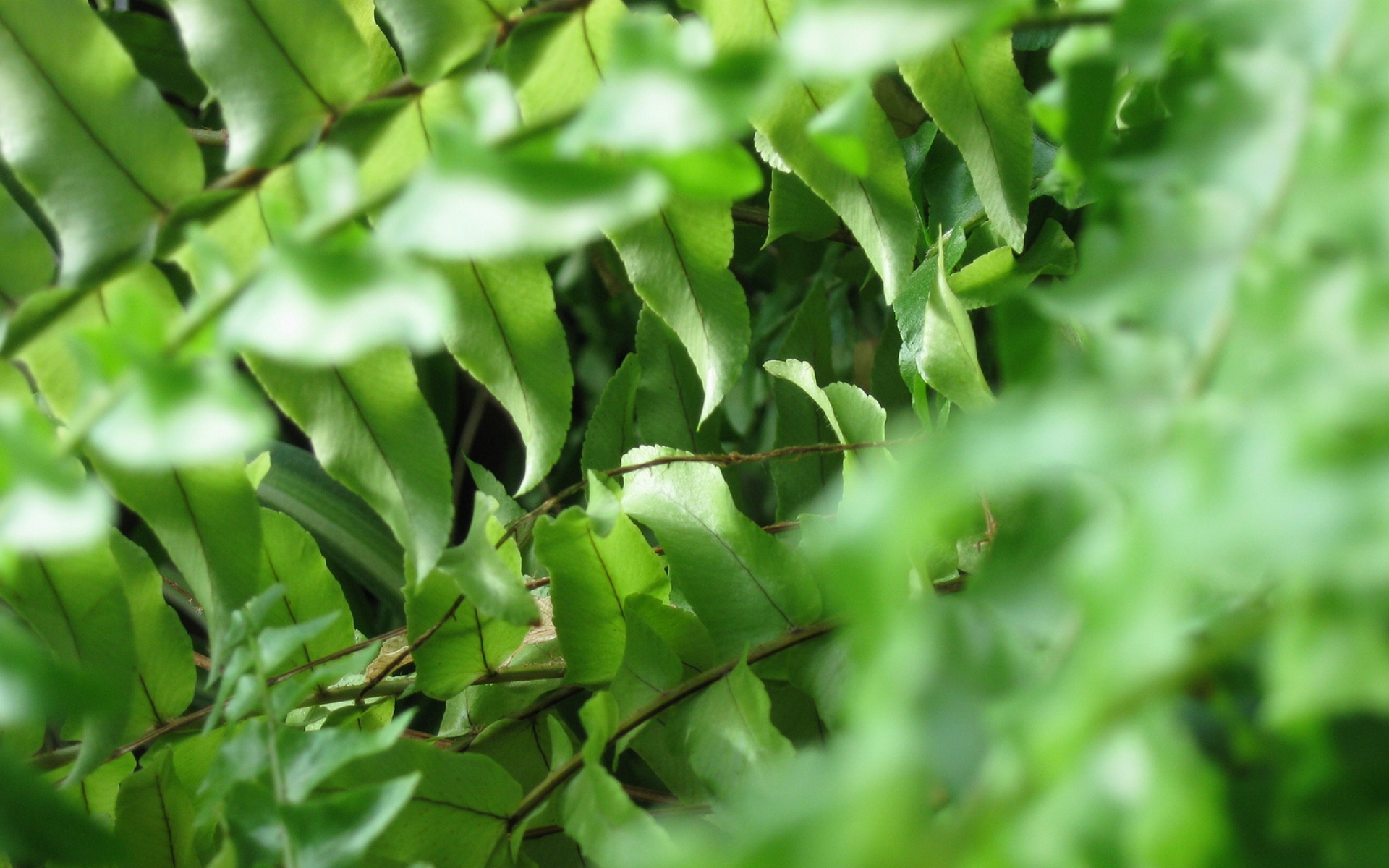 小清新,护眼壁纸,绿色,儿童桌面专用