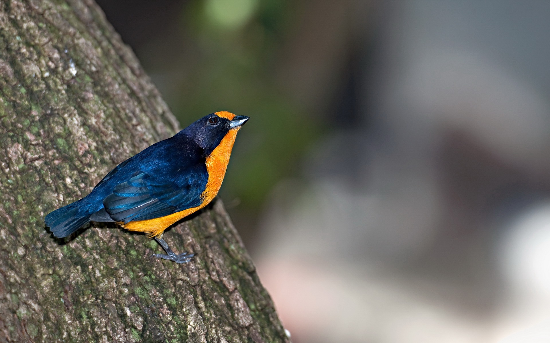 萌宠,鸟,2012Y十一月01D,儿童桌面专用