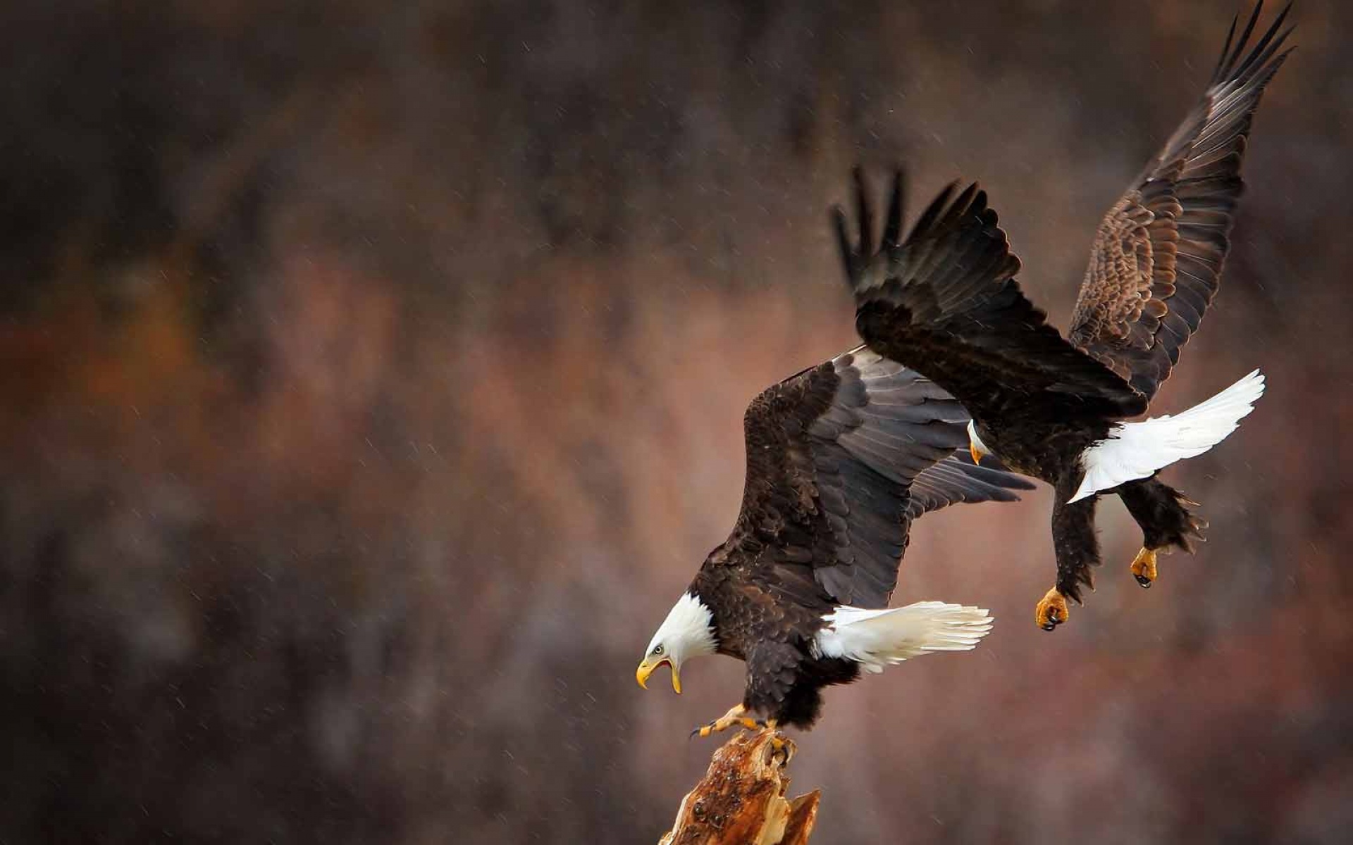 世界地理,动物,高清,2012Y十一月03D,儿童桌面专用