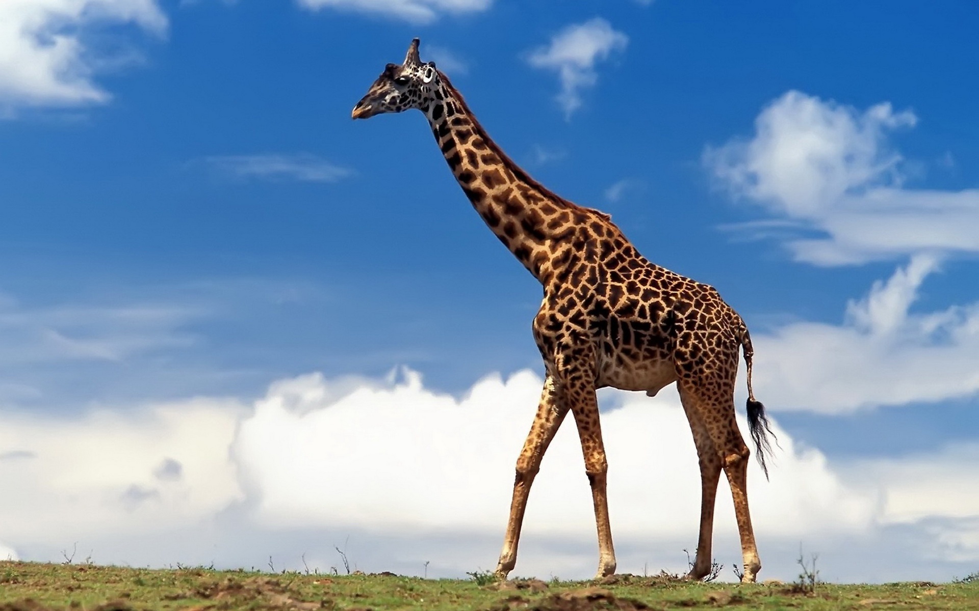 精美,动物,高清,宽屏,2012Y十一月03D,儿童桌面专用