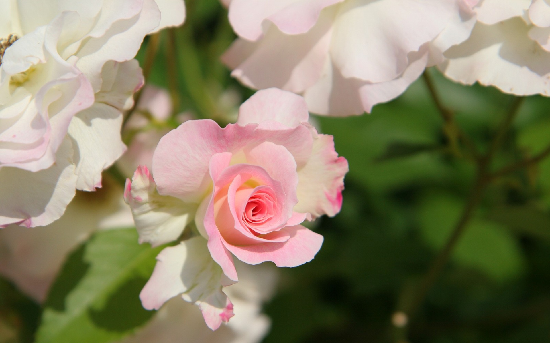 小清新,娇艳欲滴,儿童桌面专用