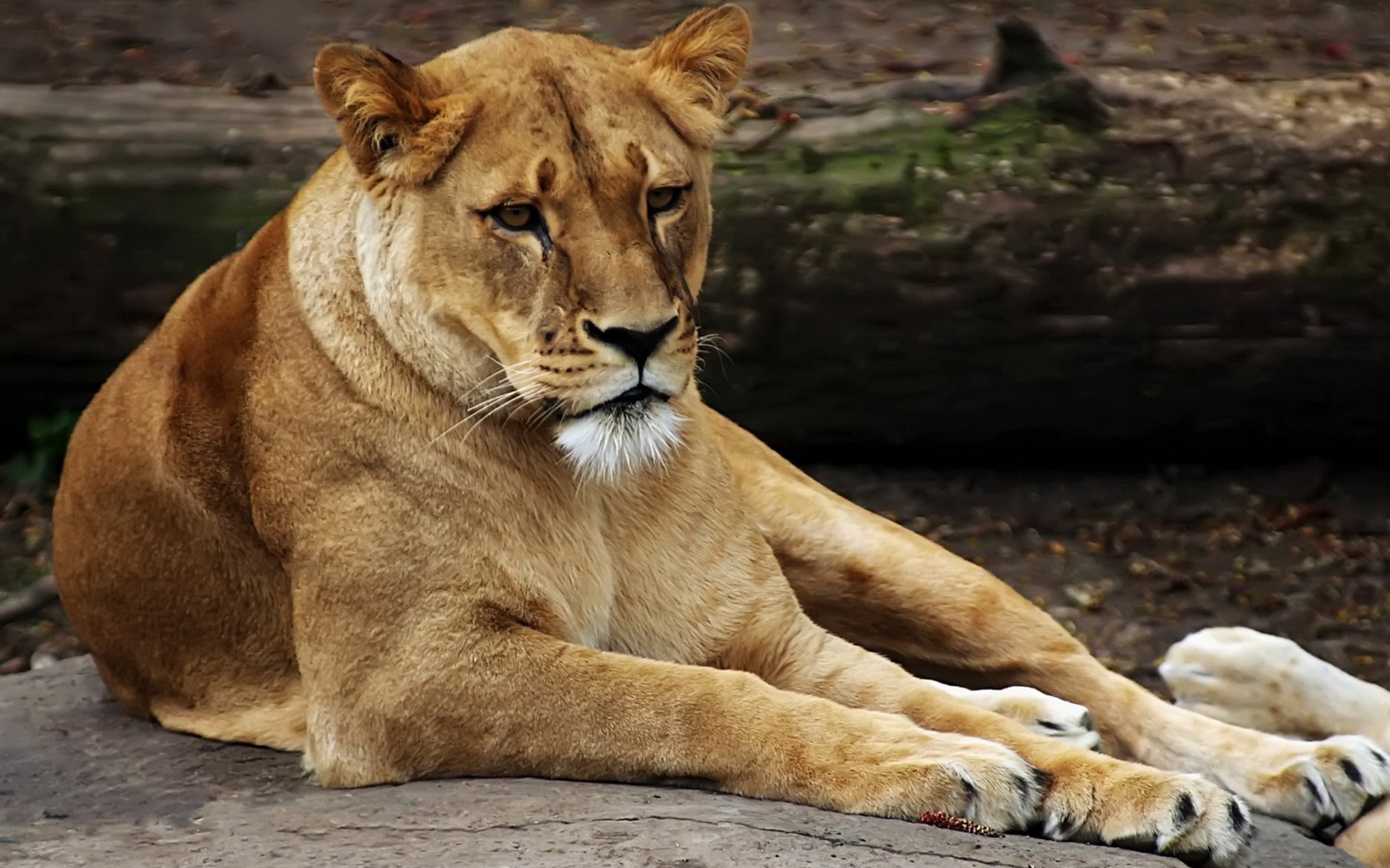 精美,动物,高清,宽屏,2012Y十一月04D,儿童桌面专用