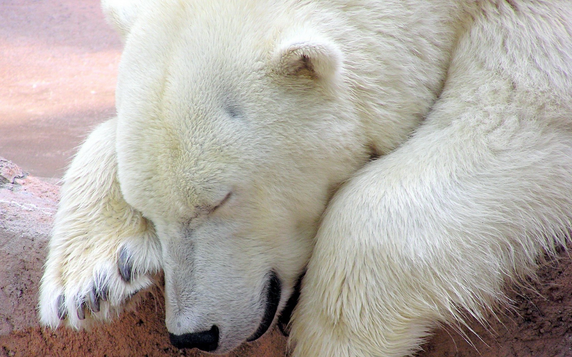 高清,动物,2012Y十一月04D,儿童桌面专用