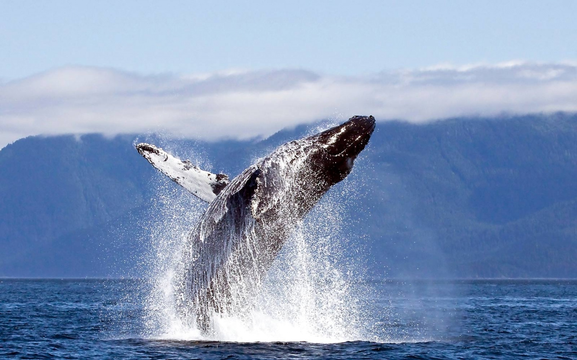 萌宠,鱼,海底世界,儿童桌面专用