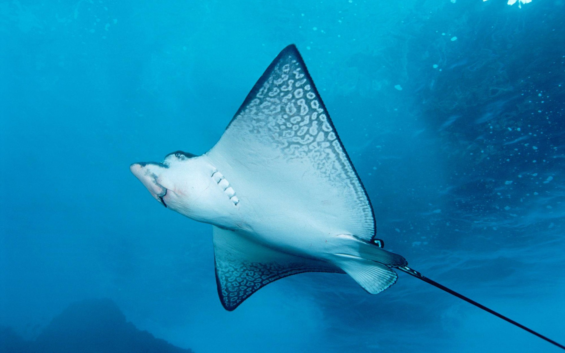 萌宠,鱼,海底世界,儿童桌面专用