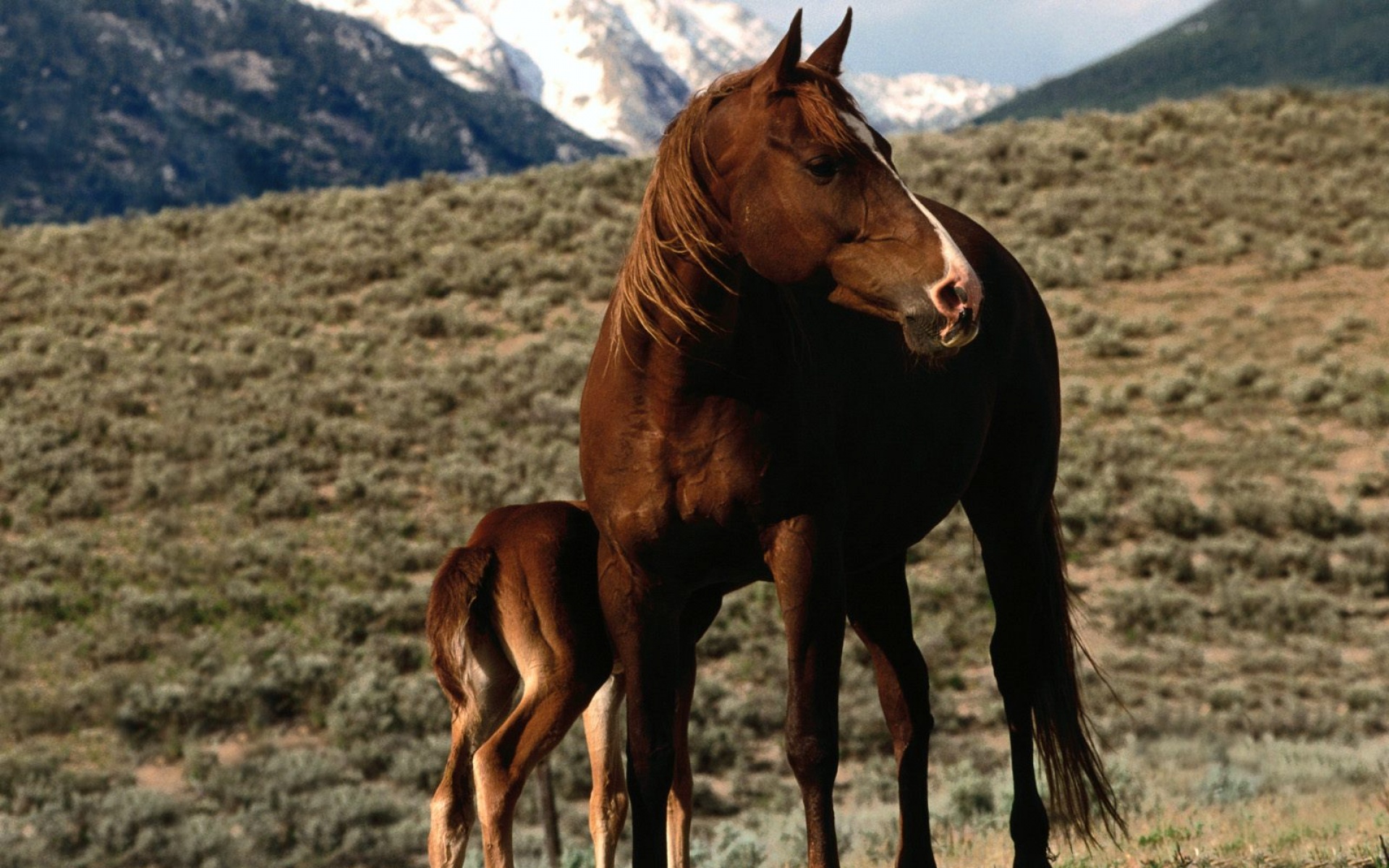 骏马,马,动物,宽屏,2012Y十月31D,儿童桌面专用