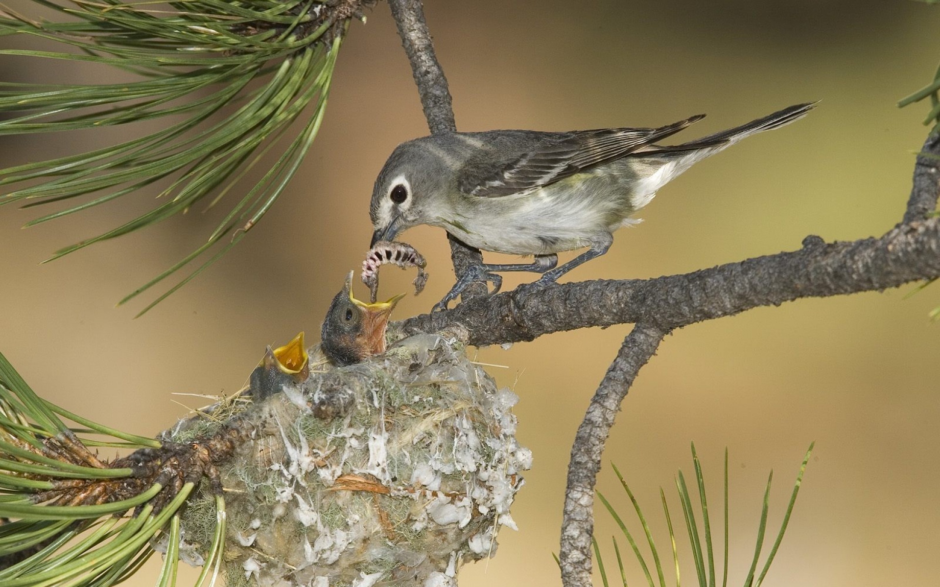 野生动物,鸟,儿童桌面专用