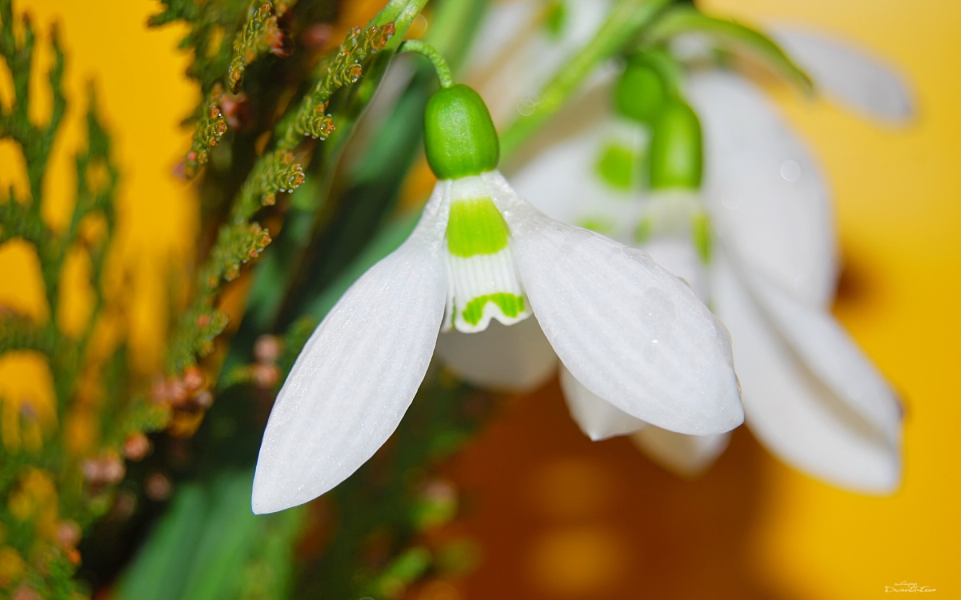 小清新,娇艳欲滴,绿色,植物,花,儿童桌面专用
