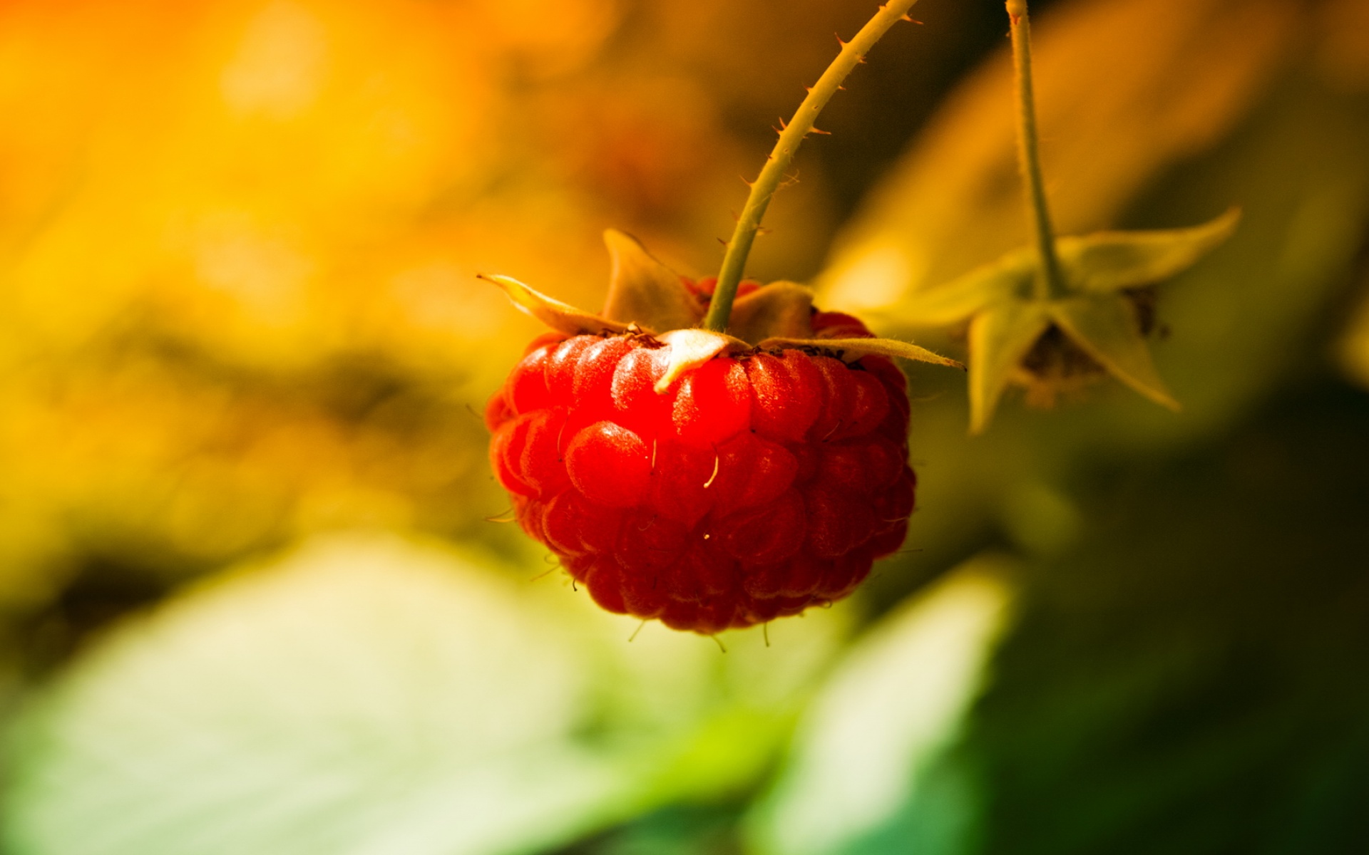 清新,花卉,浪漫,美丽2012Y十月28D,儿童桌面专用