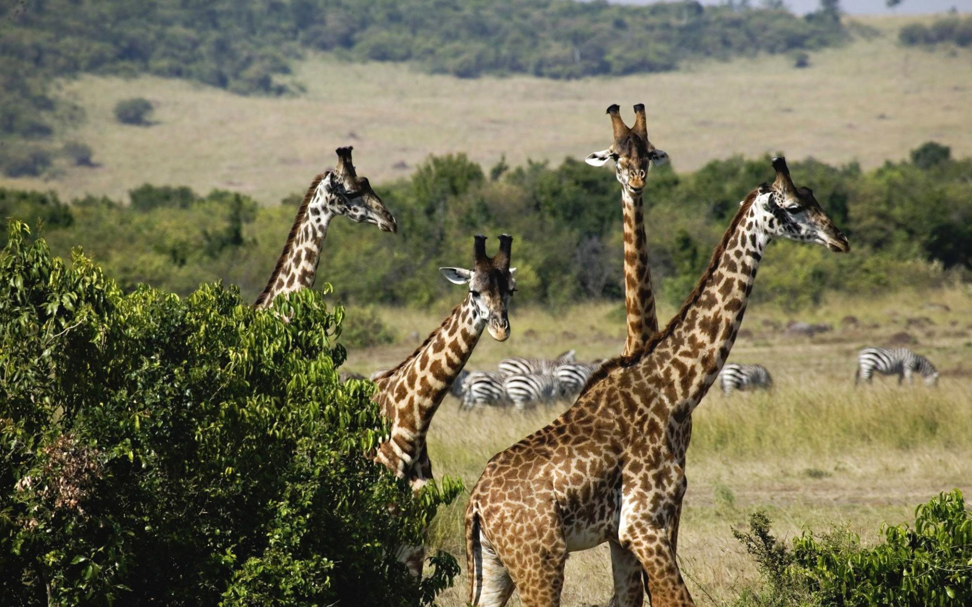 野生动物,长颈鹿,儿童桌面专用