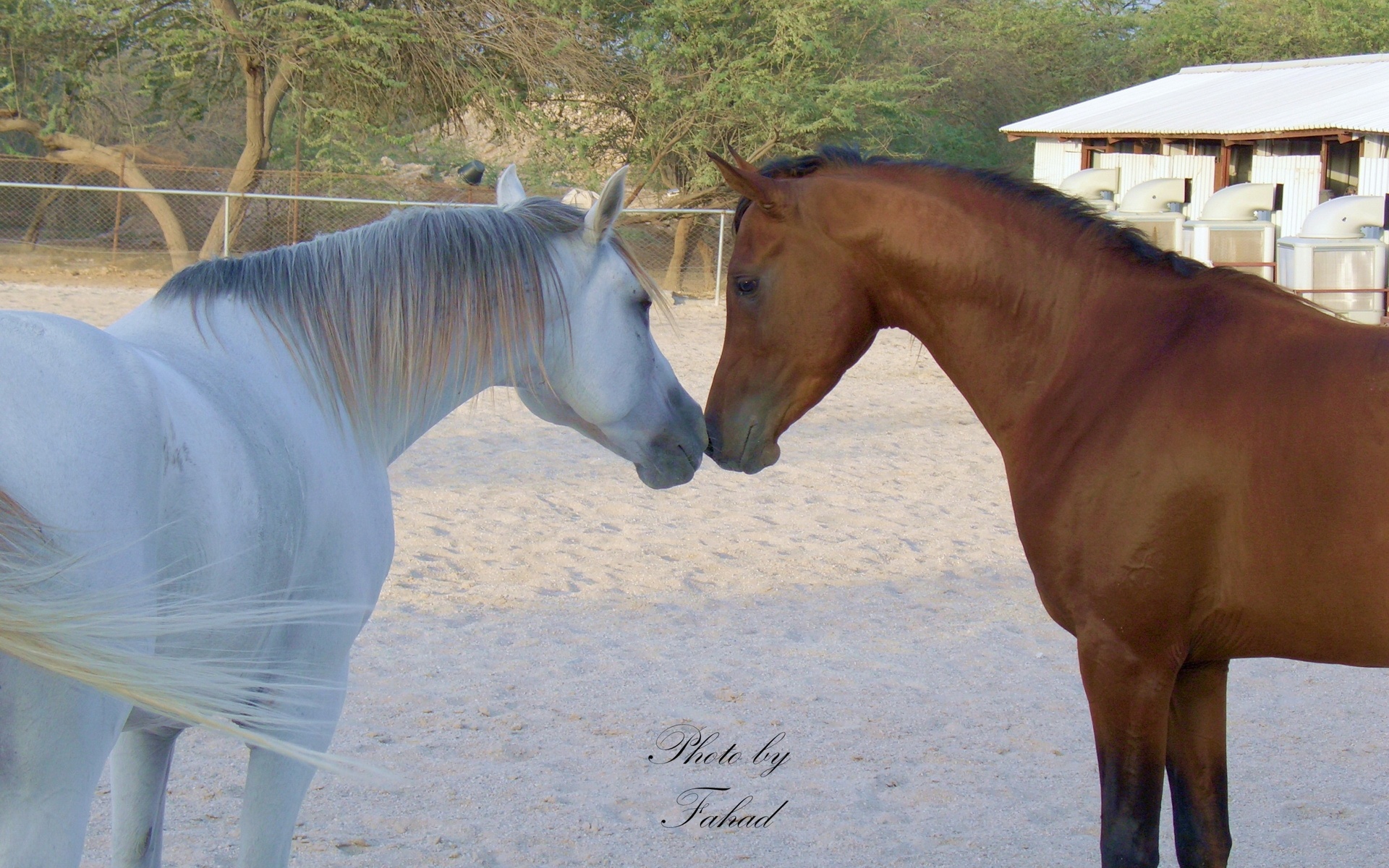 骏马,马,动物,宽屏,2012Y十月31D,儿童桌面专用