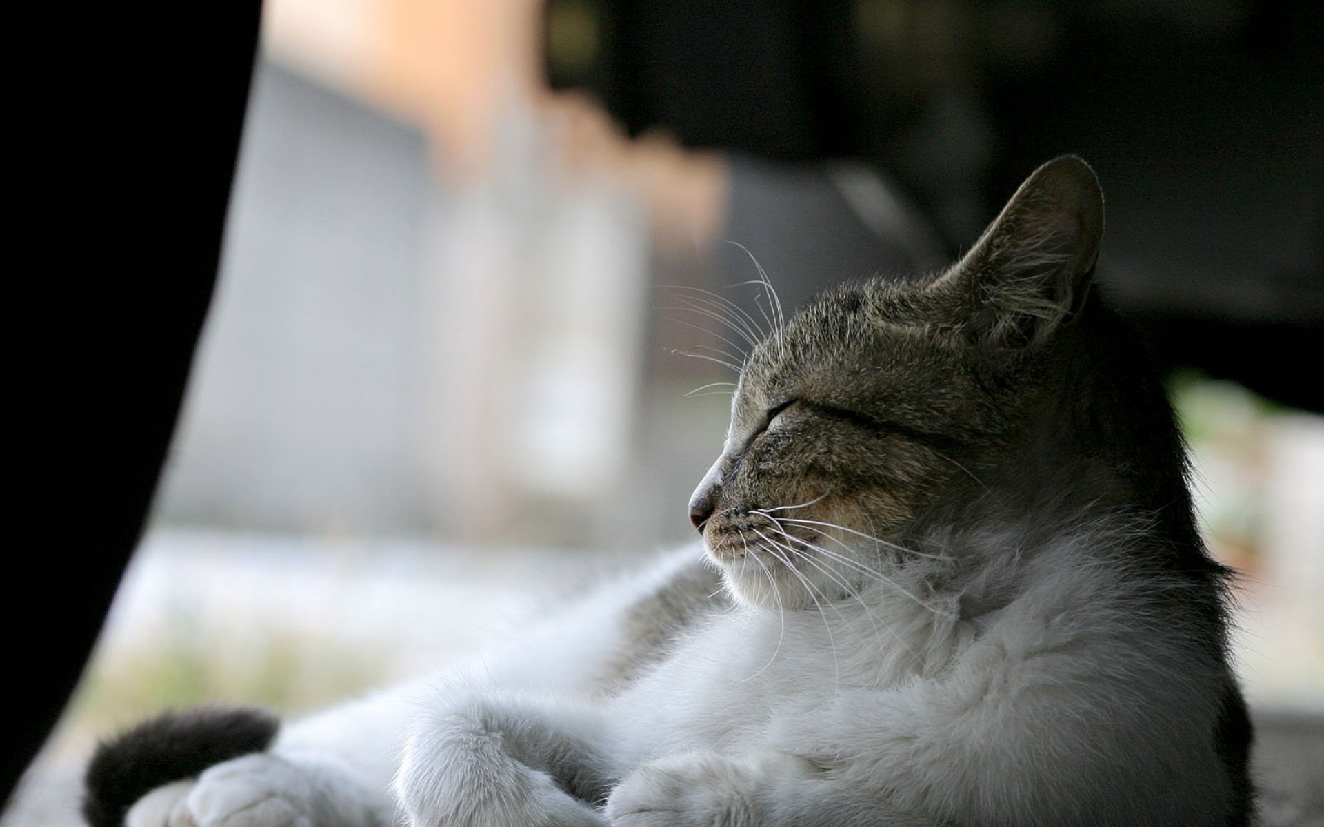 街角,小猫咪,摄影,高清,猫,动物,2012Y十月31D,儿童桌面专用